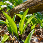 5 einfache & darmfreundliche Bärlauch Rezepte